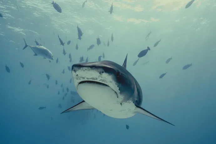 Tigriscápa a hawaii Oahu körüli vizekben az Investigation Shark Attack című dokumentumfilmben – Forrás: Cineflix