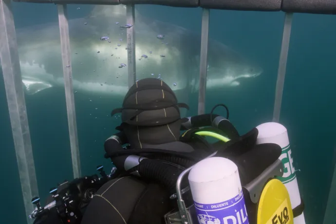 Egy nagy fehér cápa úszik el a Sharks of the North című dokumentumfilmben – Fotó: Nicholas Winkler / GWS Productions Ltd.