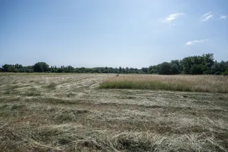 Tizenkilenc éve nem lehet kitenni azt a gazdálkodót a Mocsárosból, aki lekaszálta a ritka szöcske élőhelyét