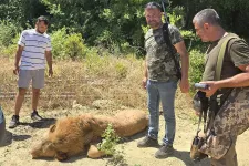 Megszökött egy oroszlán egy törökországi állatkertből, a hatóságok kilőtték az állatot