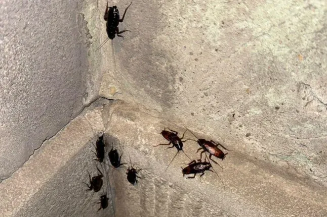 Karácsony: A csótányirtás nem fővárosi feladat, sosem volt az
