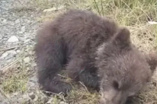 Megtalálhatták a medvebocsot, aminek kilőtték az anyját, miután motorosra támadt Romániában