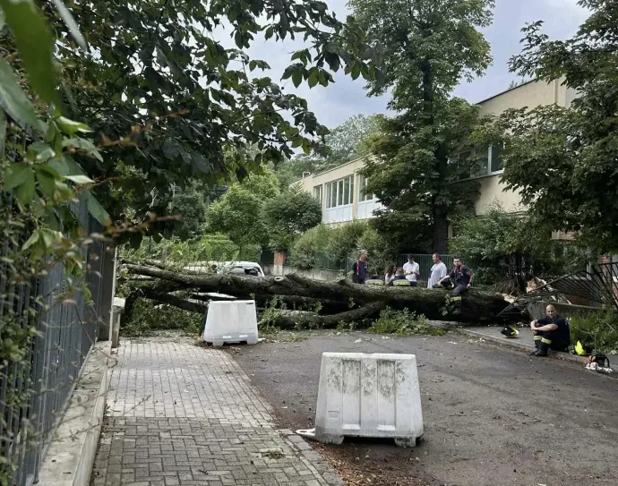 An uprooted tree in Budapest's second district – Photo: Edina Böszörményi / Telex