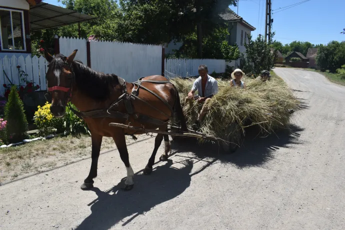 Szomjazó petkiek a tűző napon – Fotó: Tőkés Hunor / Transtelex