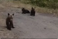 A menhely szerint nem igaz, hogy megtalálták a Transzfogarason kilőtt medve bocsait