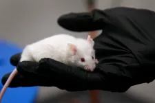 Miért éppen egereken vizsgálják a tudósok az emberi betegségeket?