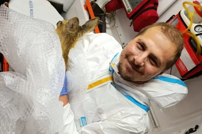 Sebesült őzgidát láttak el tótkomlósi mentősök, másnap még állatorvoshoz is elvitték