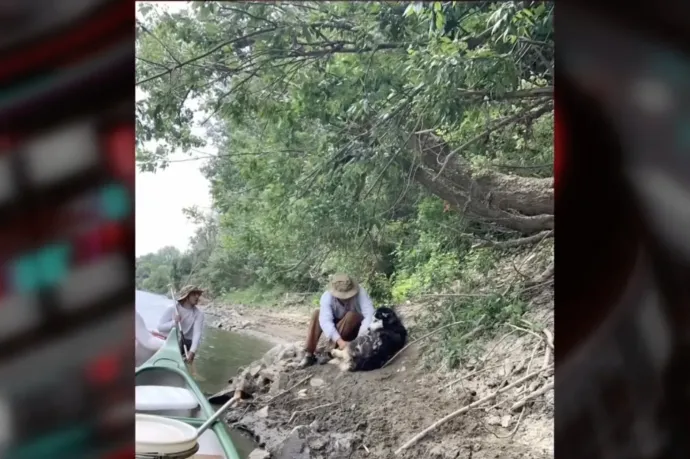 Összekötözték a lábait, majd a Tiszába akartak dobni egy kutyát Nagyarnál