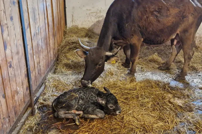 A kihalás szélén álló mokány szarvasmarha fajból született új egyed a Marosvásárhelyi Állatkertben