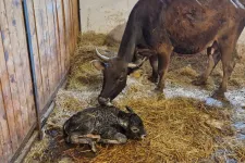 A kihalás szélén álló mokány szarvasmarha fajból született új egyed a Marosvásárhelyi Állatkertben