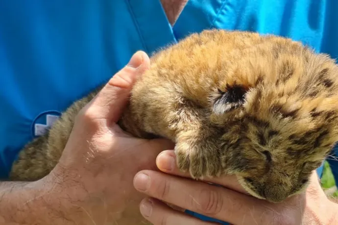 Oroszlán-tigris hibrid, azaz liger született egy román állatkertben