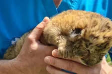 Oroszlán-tigris hibrid, azaz liger született egy román állatkertben