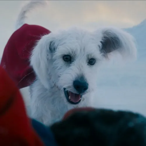 Rengetegen akarnak kutyát örökbefogadni a Superman-film miatt