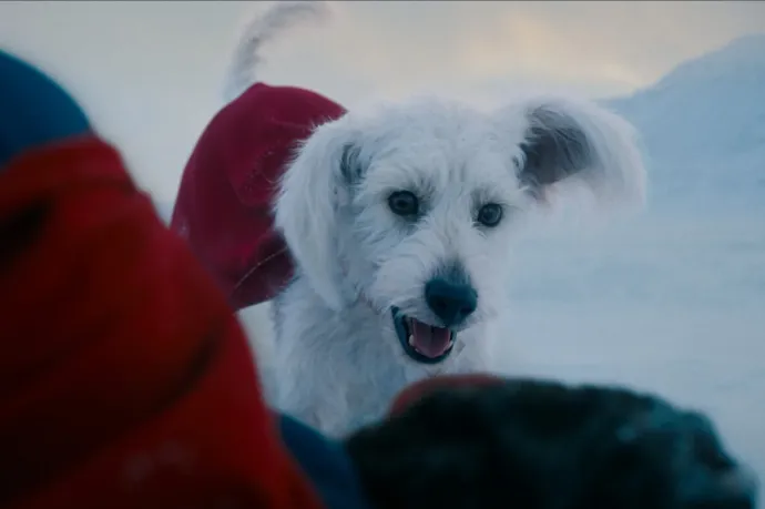 Rengetegen akarnak kutyát örökbefogadni a Superman-film miatt