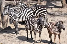 Elszabadult egy zebra a belgrádi állatkertben, három látogatót megsebesített