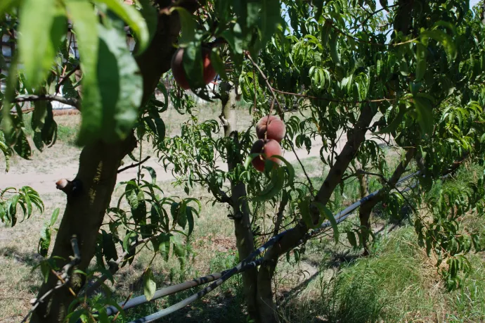Egyetlen éjszaka néhány órája elég volt ahhoz, hogy eltűnjön az idei baracktermés nagy része