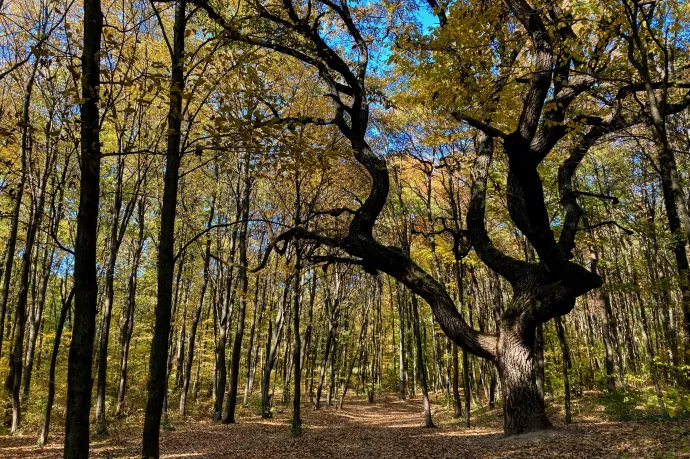 Egy friss kormányrendelet alapján akár védett fajok rovására is lehet majd gázt termelni