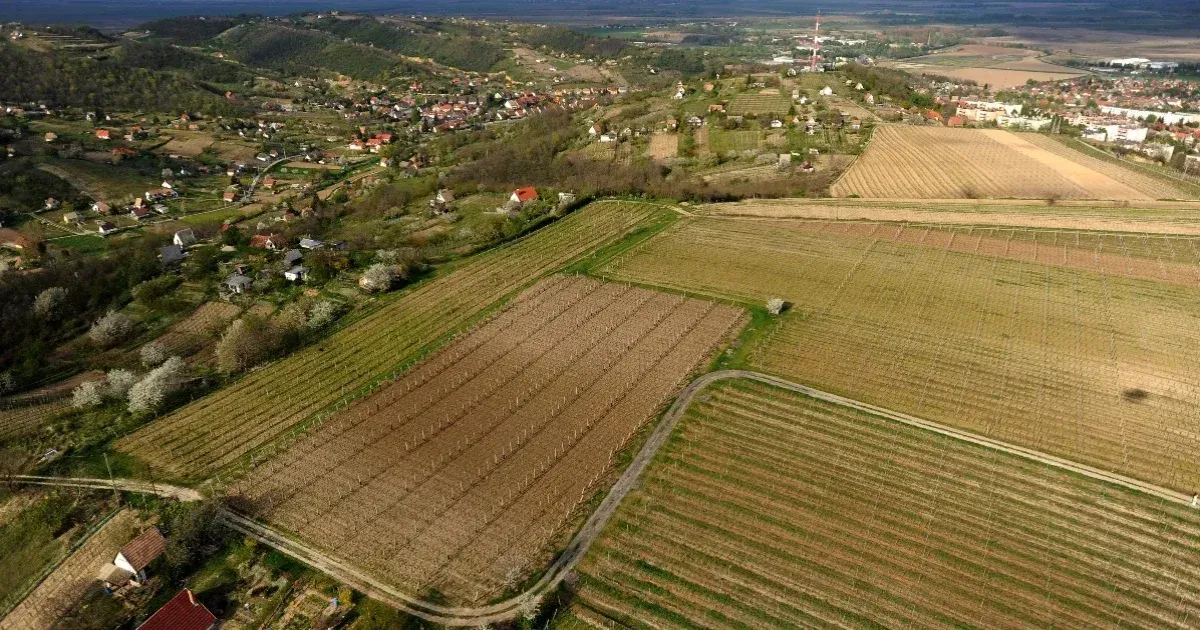 Letartóztatásban marad a szekszárdi borász