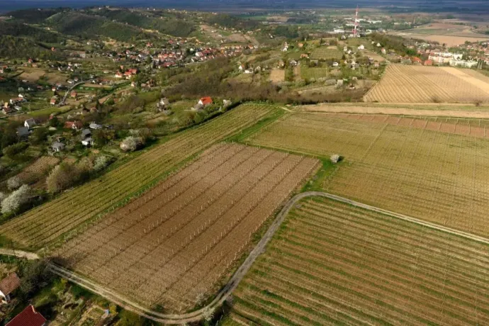 Letartóztatásban marad a szekszárdi borász