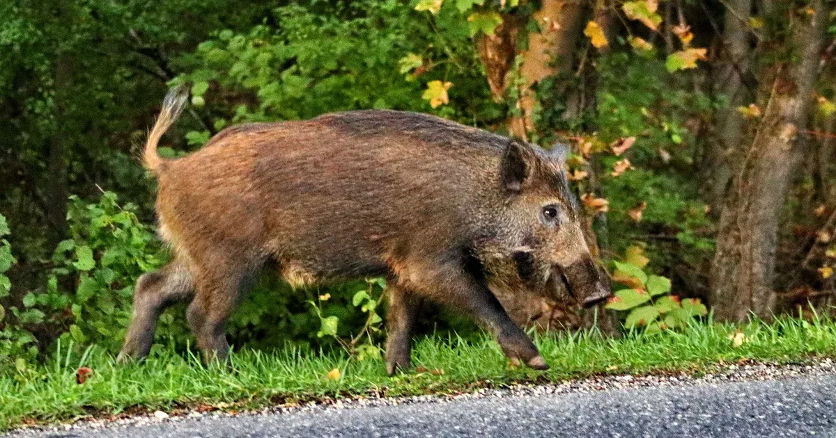 Vaddisznó támadt egy idős férfira Balatonalmádiban