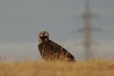 Tízezer kilométert tett meg Európában, majd a Duna-delta ejtette foglyul a barátkeselyűt