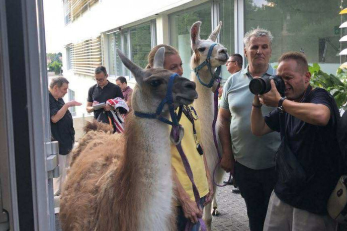 Lámák zavarták meg a törökbálinti önkormányzat ülését