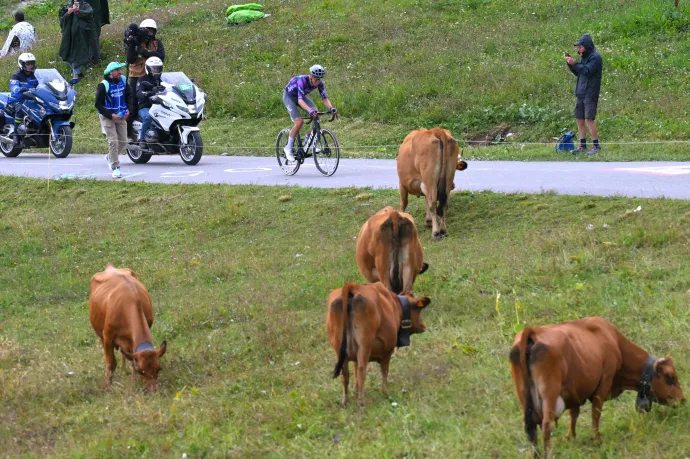 Beteg szarvasmarhák miatt rövidítik le a Tour de France pénteki szakaszát