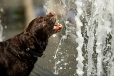 Megdőlt a napi melegrekord, több mint 41 Celsius-fokot mértek az Alföldön