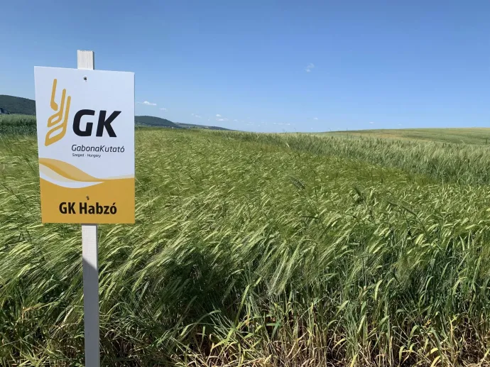 A Szegeden kinemesített növényeket szántóföldeken próbálják ki, természetes körülmények között – Forrás: Gabonakutató NKft. Facebook-oldala