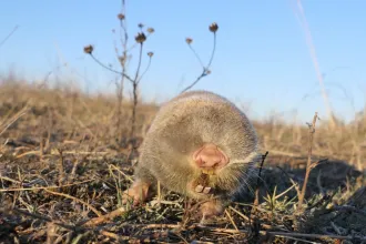 A teletöltött zoknik, amik alulról legelik a hajdúsági legelőt