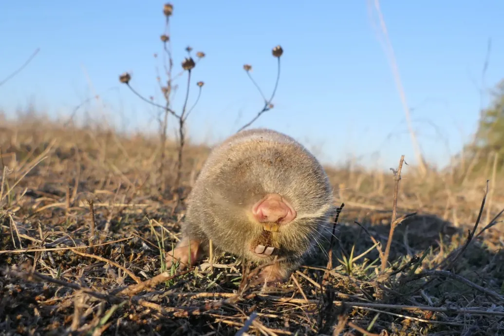 A teletöltött zoknik, amik alulról legelik a hajdúsági legelőt