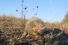 A teletöltött zoknik, amik alulról legelik a hajdúsági legelőt