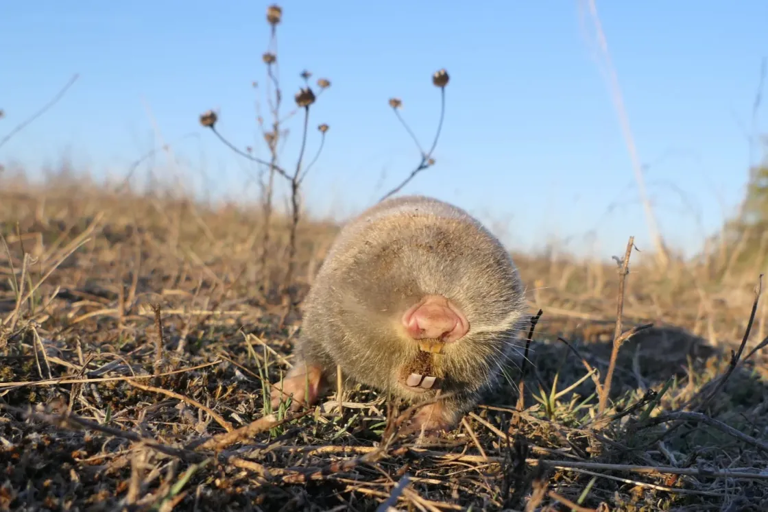 A teletöltött zoknik, amik alulról legelik a hajdúsági legelőt