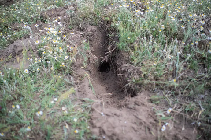 A hajdúbagosi rezervátum, az alsó képen egy járatrendszer bejárata – Fotó: Bődey János / Telex