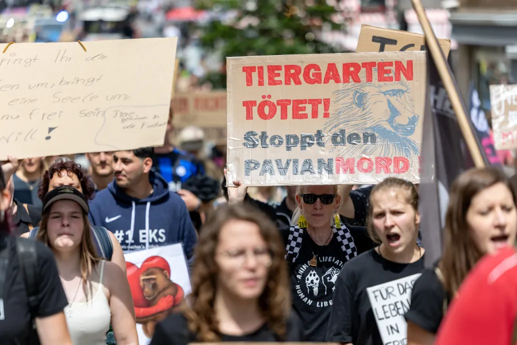 Tizenkét páviánt ölt meg egy németországi állatkert helyhiányra hivatkozva – Forrás: Telex.hu