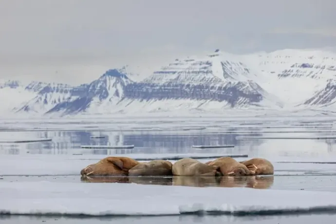 Seals in the photo above and Bulcsú Lengyel in the one below, swimming in the barely 2 degrees Celsius water – Photo: Marcel Schütz