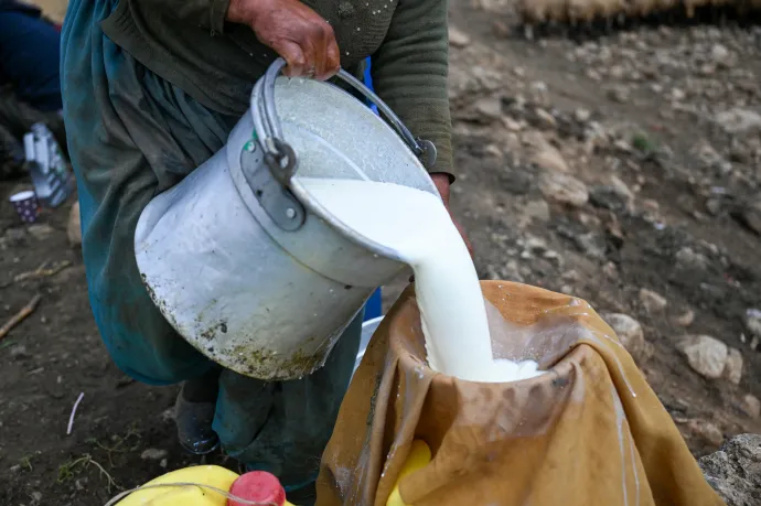 A Bonafarm-csoport bevásárolná magát a romániai tejpiacra