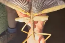 Brutális méretű, közel félméteres botsáskát fedeztek fel Ausztráliában