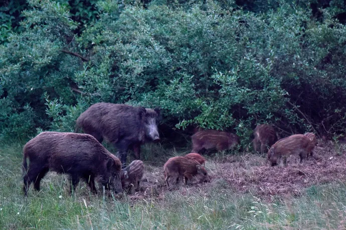Elszaporodtak a vaddisznók a Hegyvidéken, az önkormányzat „humánusabb” módszerrel gyérítené őket