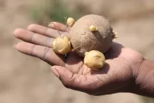 Az anya paradicsom, az apa Etuberosum – paradicsomősből fejlődött ki a krumpli