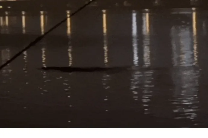 Azt találgatja az internet, hogy mi lehet a fura lény, amit a szöuli Han folyóban láttak