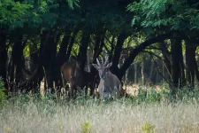 A legkitartóbbak antilopokat és zebrákat is láthattak Hadházyval a Mészáros Lőrinchez köthető birtokon