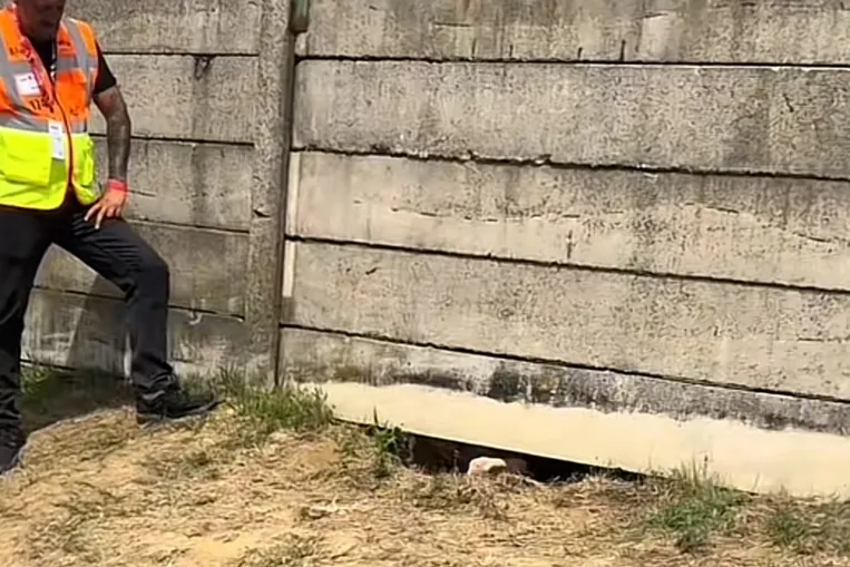 Forma–1 okosba: a betonkerítés alatt kaparászva próbálták beásni magukat a Hungaroringre