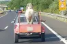 Ráállította a lovat a mezei utánfutóra, majd nekivágott az M7-esnek