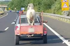Ráállította a lovat a mezei utánfutóra, majd nekivágott az M7-esnek