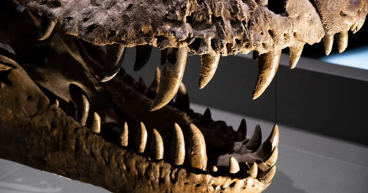 Dinoszauruszok és a Mezozoikum klímája: Új kutatás a fosszíliák titkaira építve