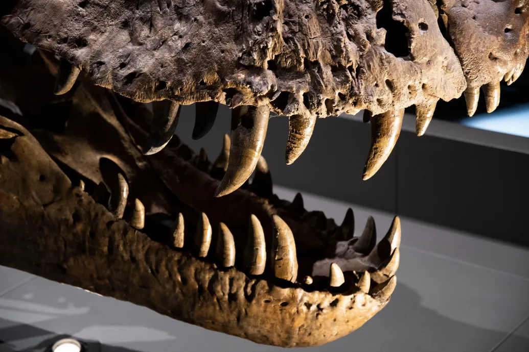 Dinoszauruszfogakból rekonstruálták, milyen volt a levegő 150 millió évvel ezelőtt Kép