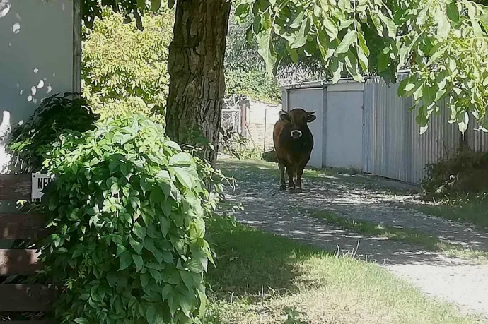 Kitörte az őt szállító teherautó rácsos ajtaját, és megszökött egy veszprémi bika Székesfehérváron