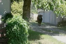 Kitörte az őt szállító teherautó rácsos ajtaját, és megszökött egy veszprémi bika Székesfehérváron