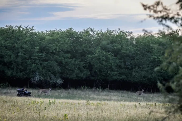 Dagesztáni túrokra, zebrákra és antilopokra is kért már engedélyt Mészárosék vadásztársasága